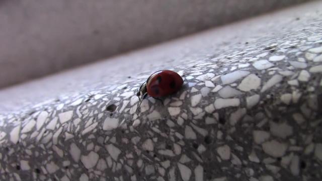 COCCINELLE 70 007