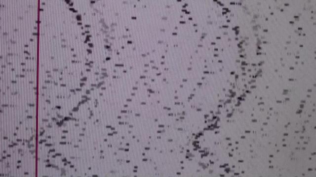 COCCINELLE 70 frame001