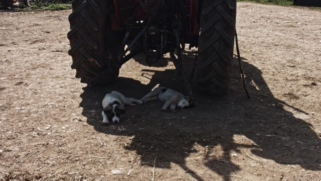 Giorni_Opere00010552