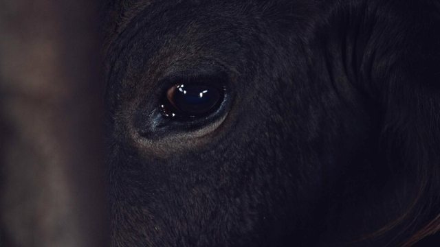 Giorni_Opere00066977