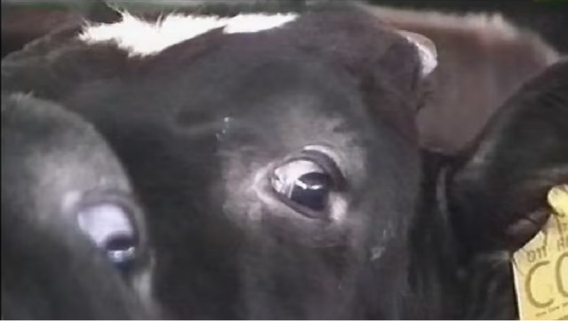 La fabbrica degli animali