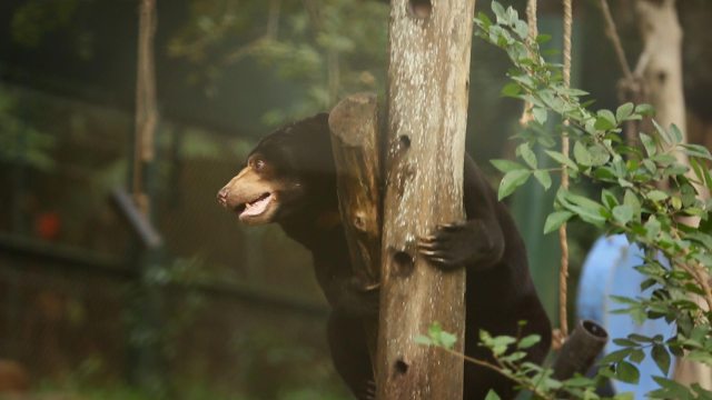 Moonbears-on-Planet-Earth-image-gallery-1