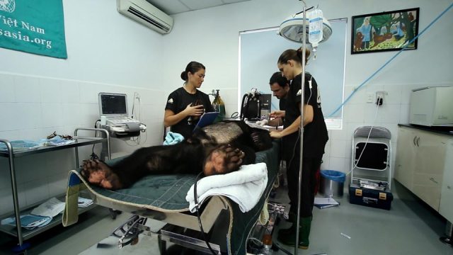 Moonbears-on-Planet-Earth-image-gallery-2