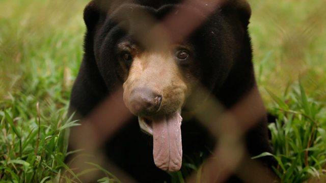 Moonbears-on-Planet-Earth-image-gallery-3