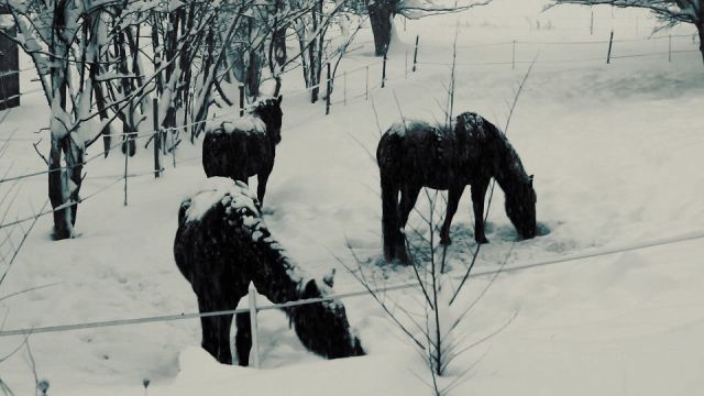 shvshp-foto-cavalli-g