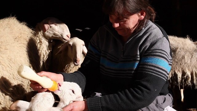 zampe - bussolati 01